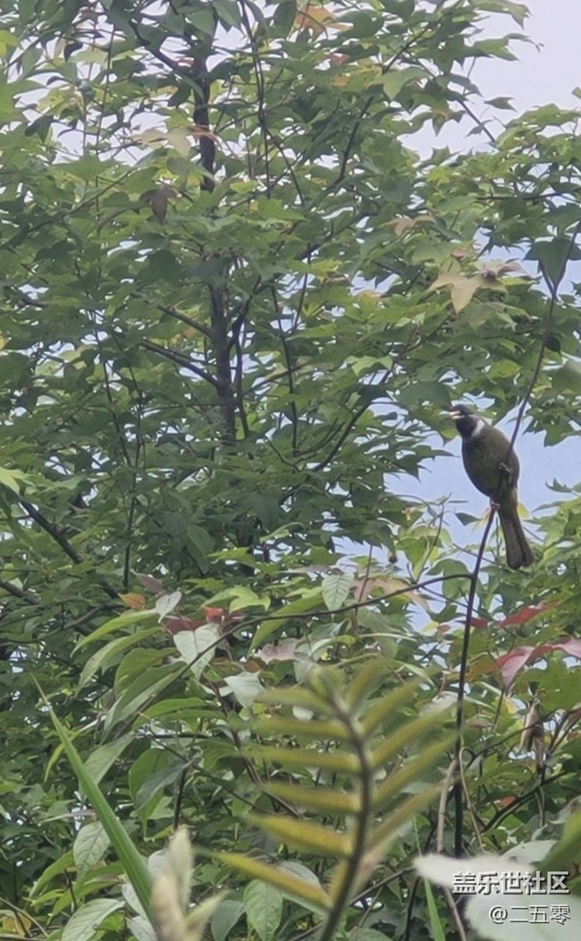 【行旅閱山河】鳥兒