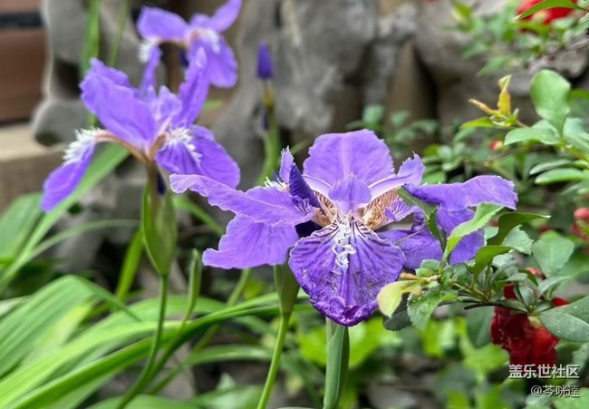 【行旅閱山河】走花路