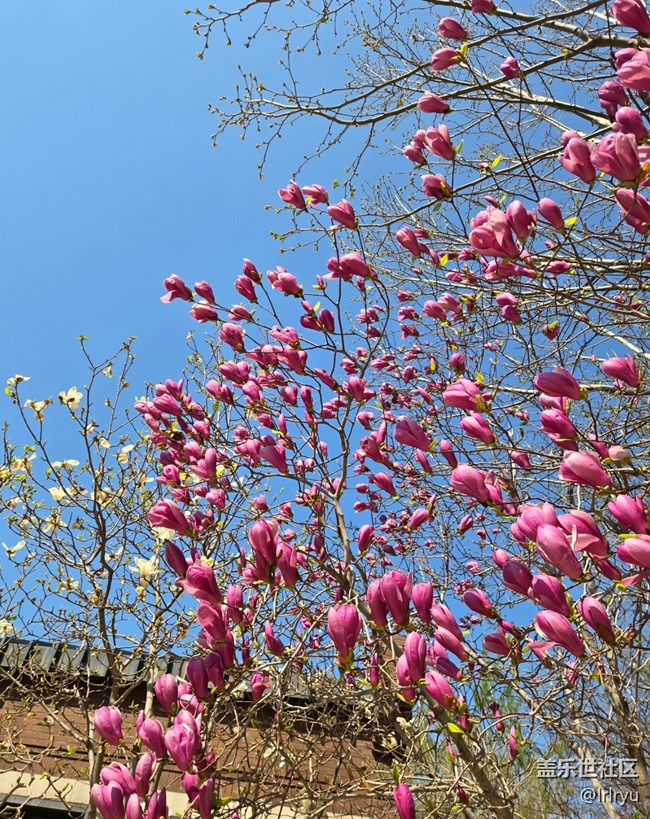 【剎那芳華】花沐春光