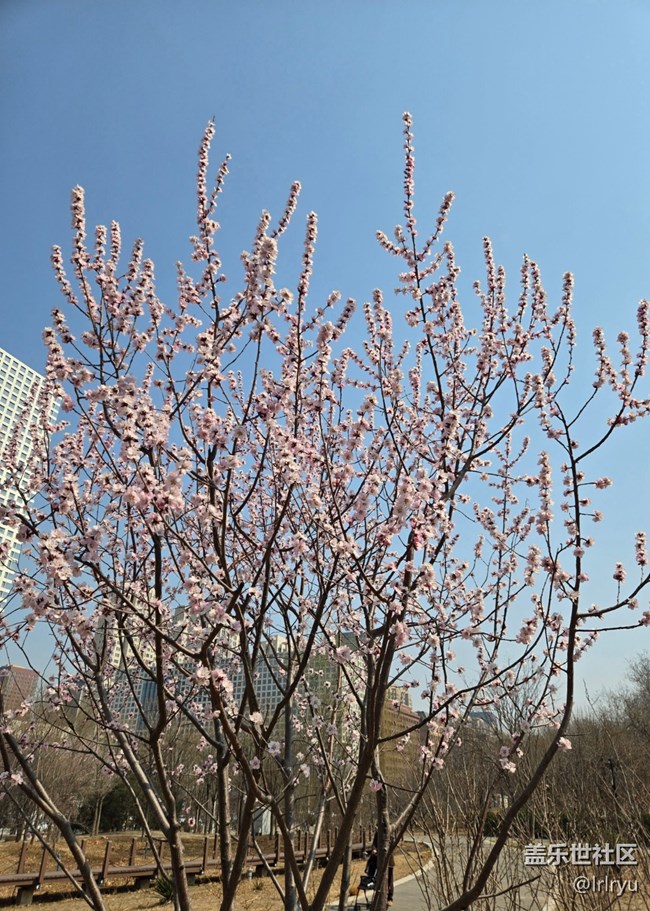 【淺春初色】迎春芬芳