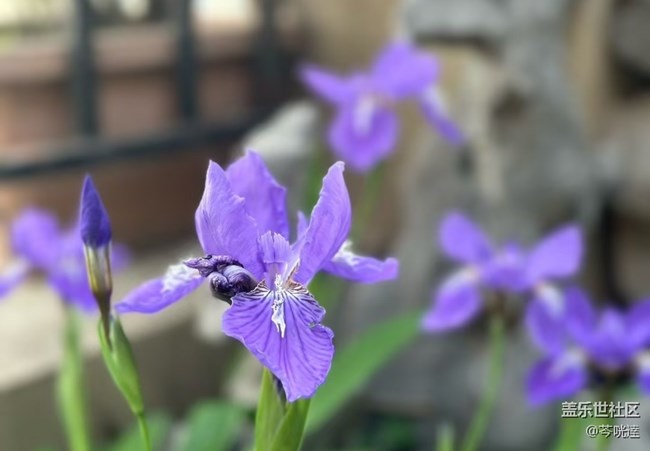 【行旅閱山河】走花路