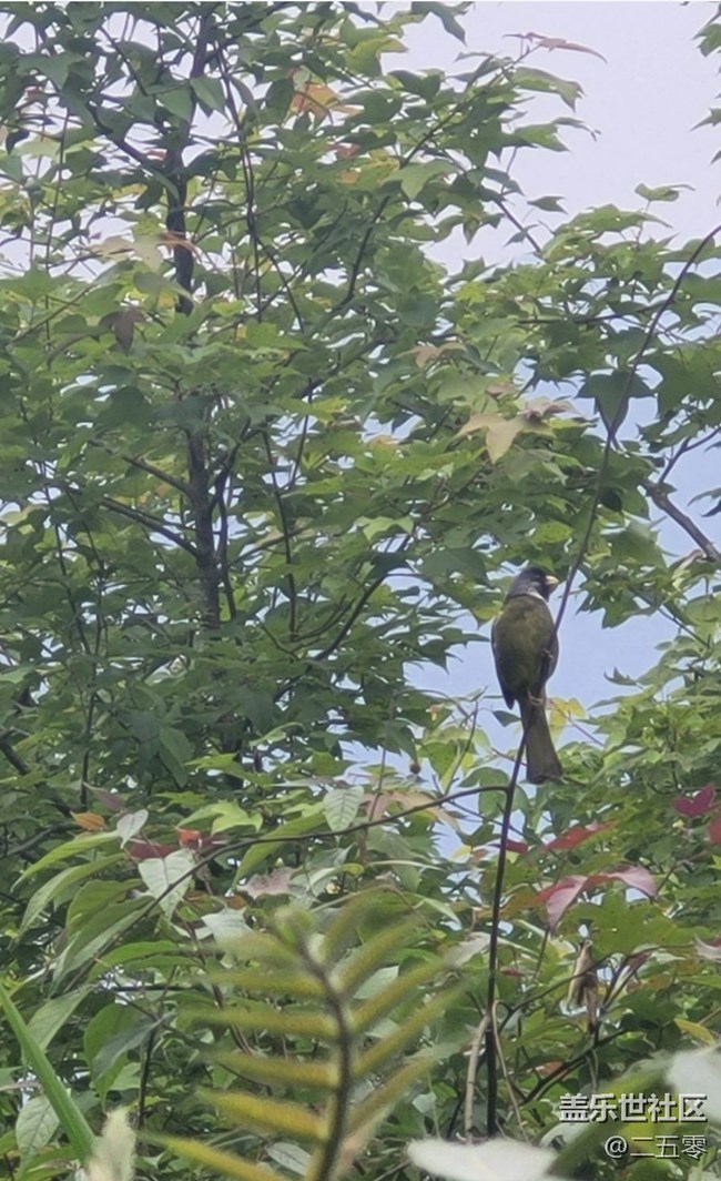 【行旅閱山河】鳥兒