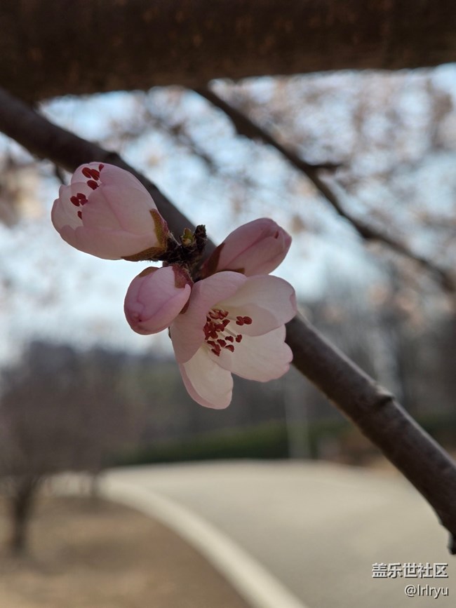 【淺春初色】迎春芬芳
