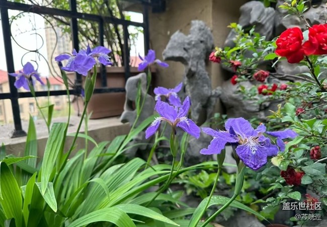 【行旅閱山河】走花路