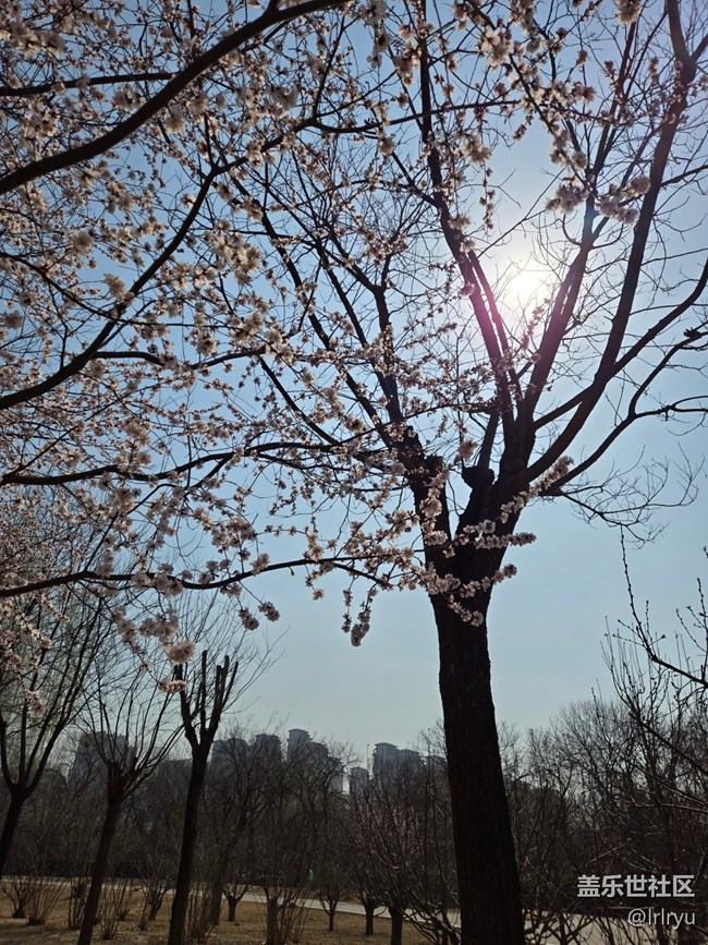 【淺春初色】迎春芬芳