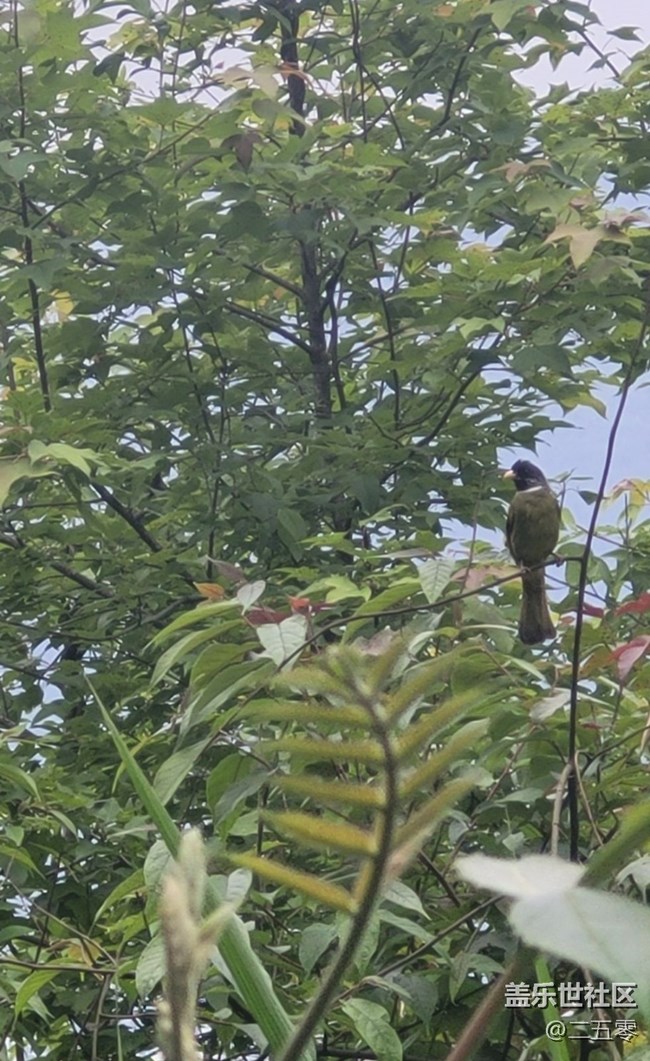 【行旅閱山河】鳥兒