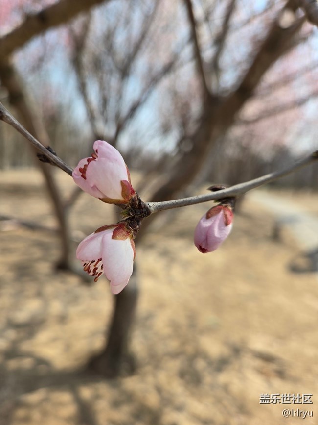 【淺春初色】迎春芬芳