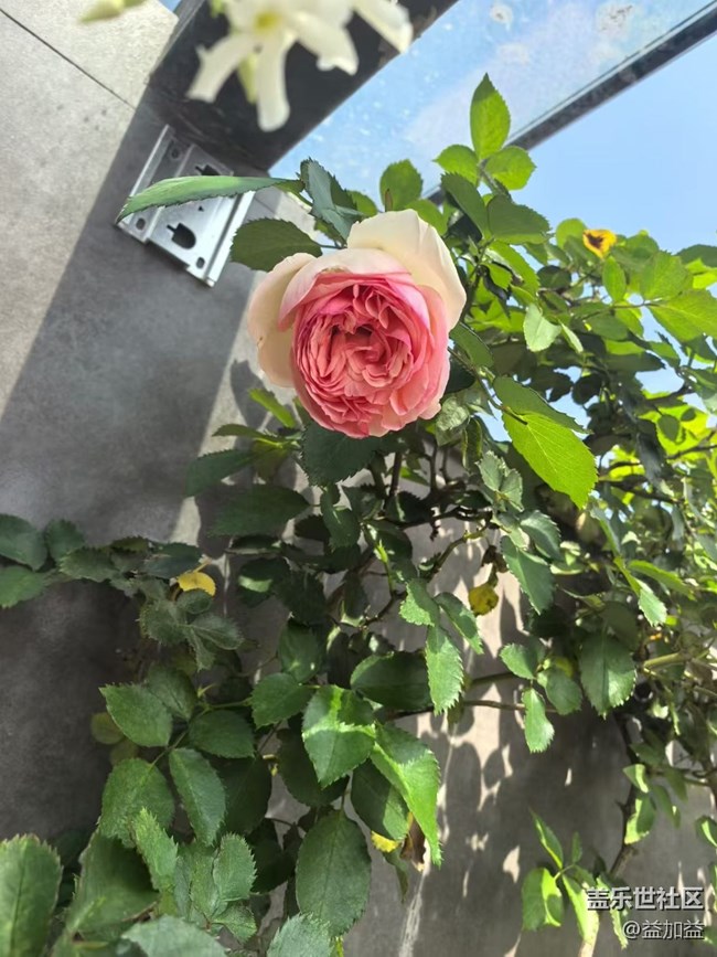 【行旅閱山河】月季花開