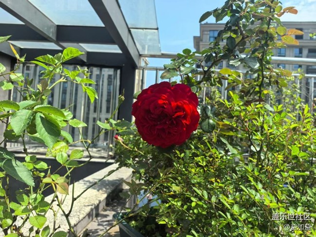 【行旅閱山河】月季花開