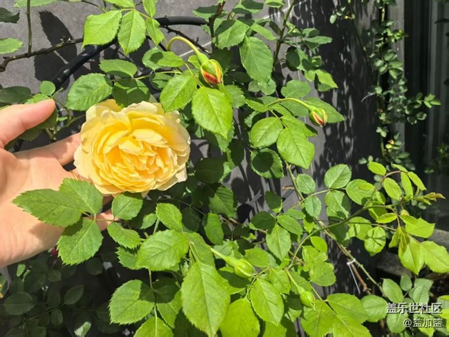 【行旅閱山河】月季花開