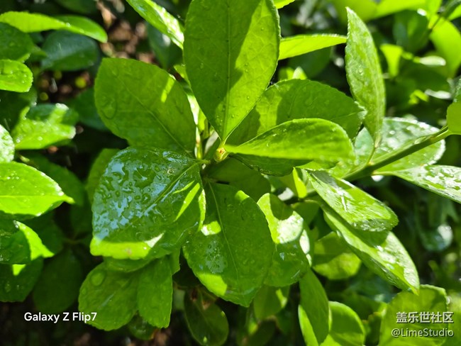 用Galaxy Z Flip7隨手拍，被北京的春天治愈了??