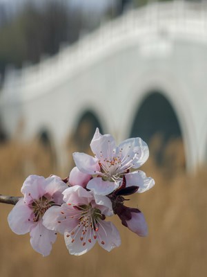 Galaxy S23 Ultra 微拍春桃