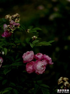 薔薇