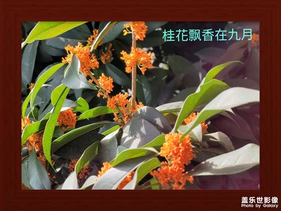 桂花飄香在九月