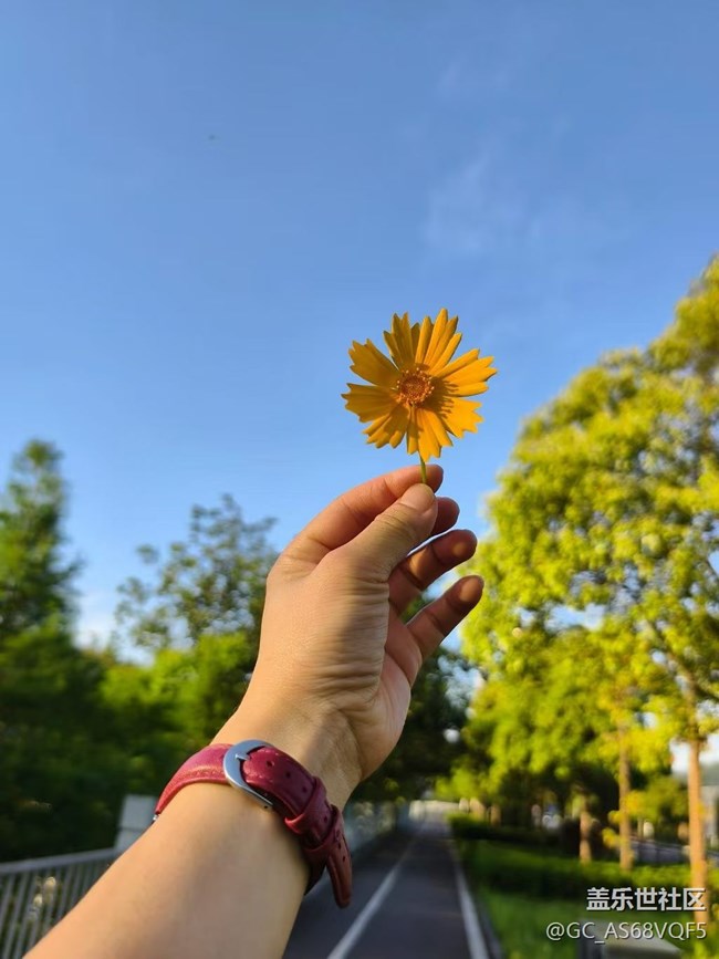 【五一趣拍分享】野花
