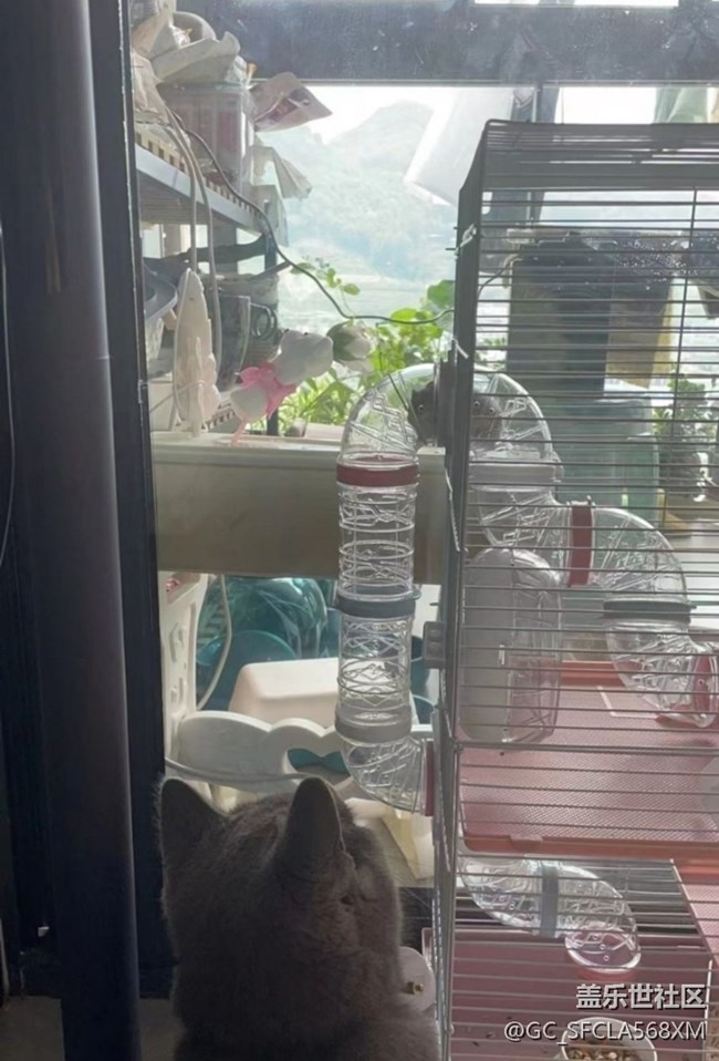 【五一趣拍分享】貓與倉鼠