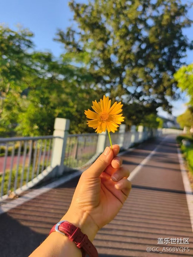 【五一趣拍分享】野花