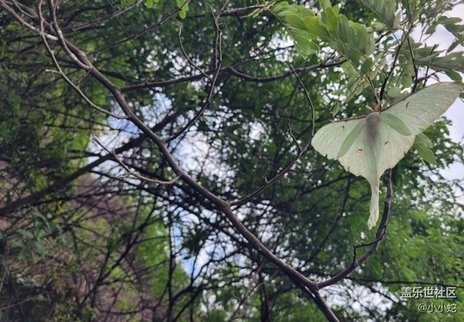 【五一趣拍分享】彩蝶