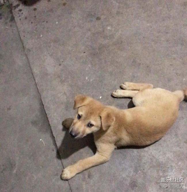 【五一趣拍分享】狗蛋