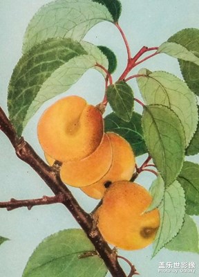翻拍插畫