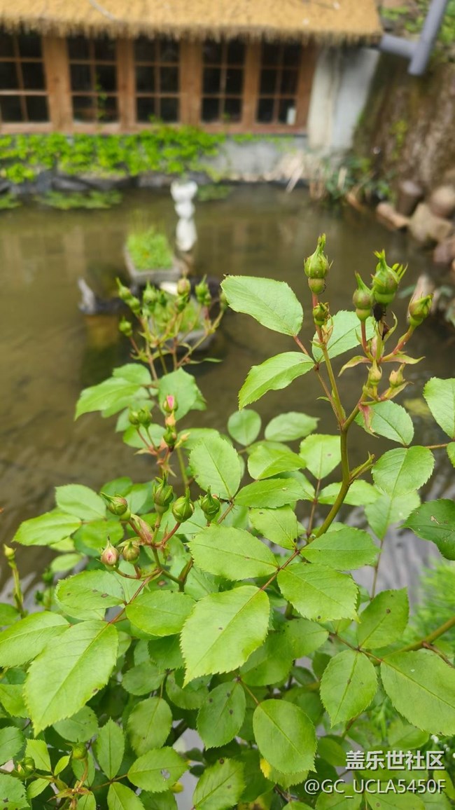 【折疊屏手機(jī)陪伴的五一】花園