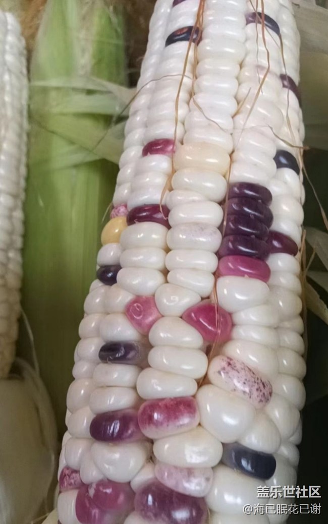 【五一食光】玉米