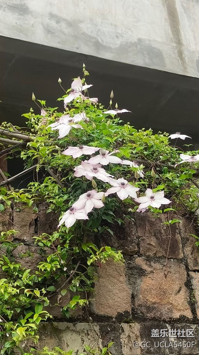 【折疊屏手機(jī)陪伴的五一】花園