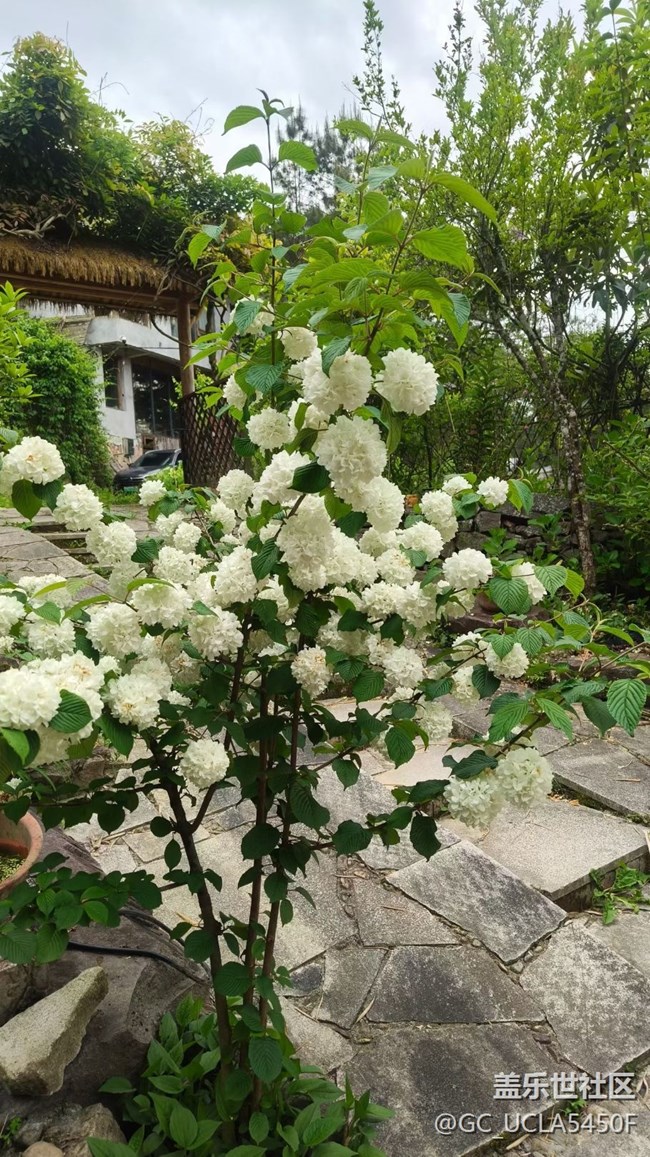【折疊屏手機(jī)陪伴的五一】花園