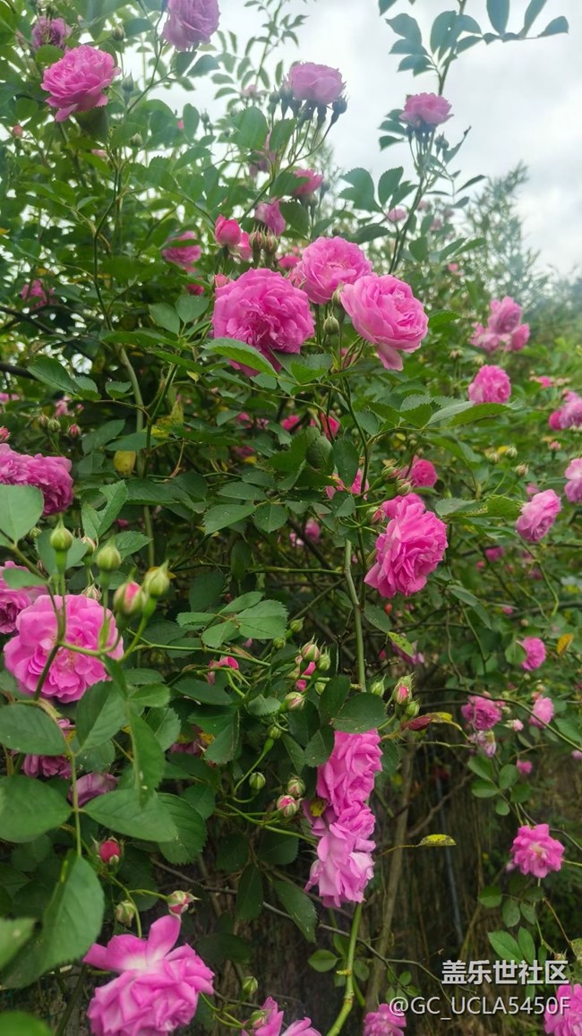 【折疊屏手機(jī)陪伴的五一】花園