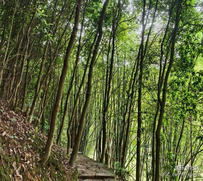 【五一趣拍分享】森林古道