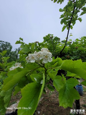 山楂花