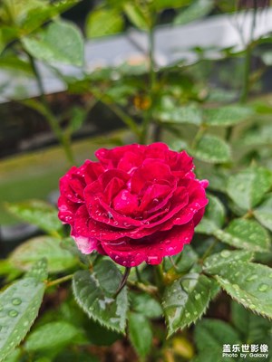 【小長假美拍分享】雨中的月季花