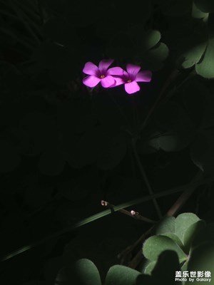 【小長假美拍分享】+打卡花花草草