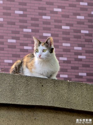 動物集錦