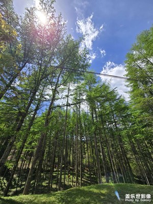 【小長假美拍分享】+打卡巴山林場