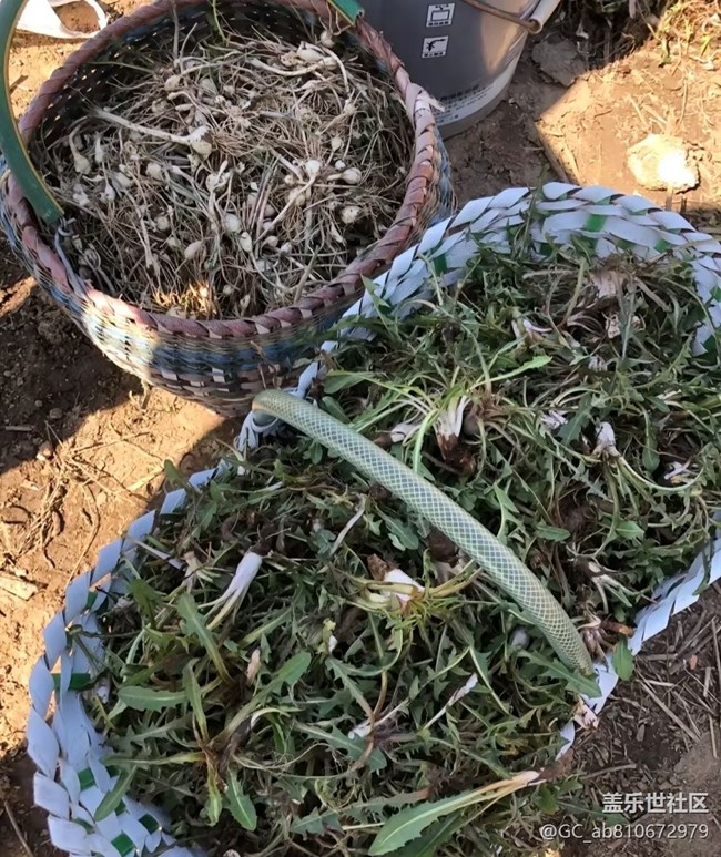 【五一趣拍分享】挖野菜