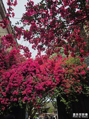 【小長假美拍分享】花花草草天氣好