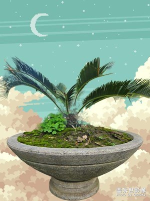 云上鐵樹，地上芭蕉。