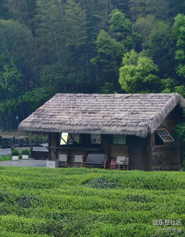 【五一風(fēng)光】茶園