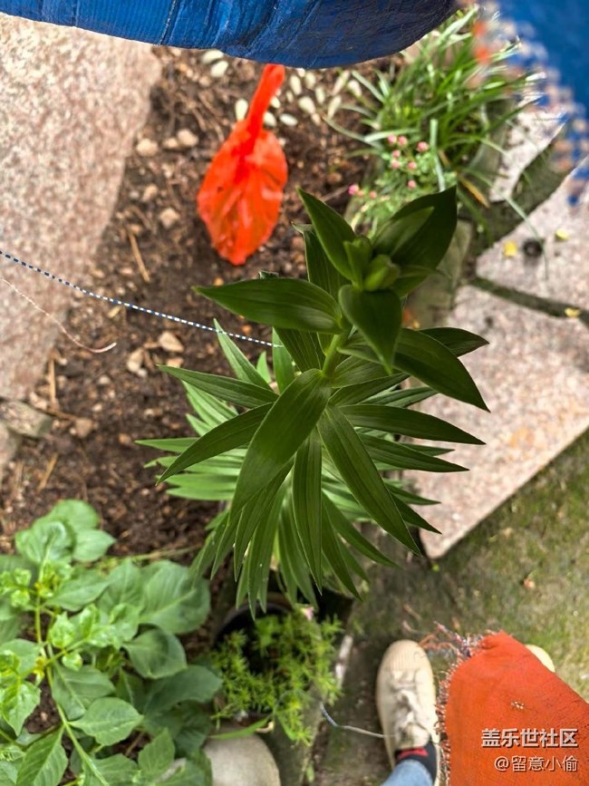 【五一趣拍分享】種花