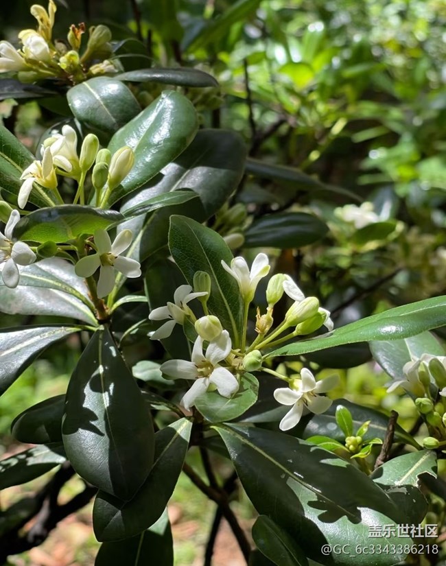 【五一趣拍分享】百花爭艷