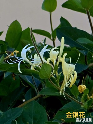 植物花合集
