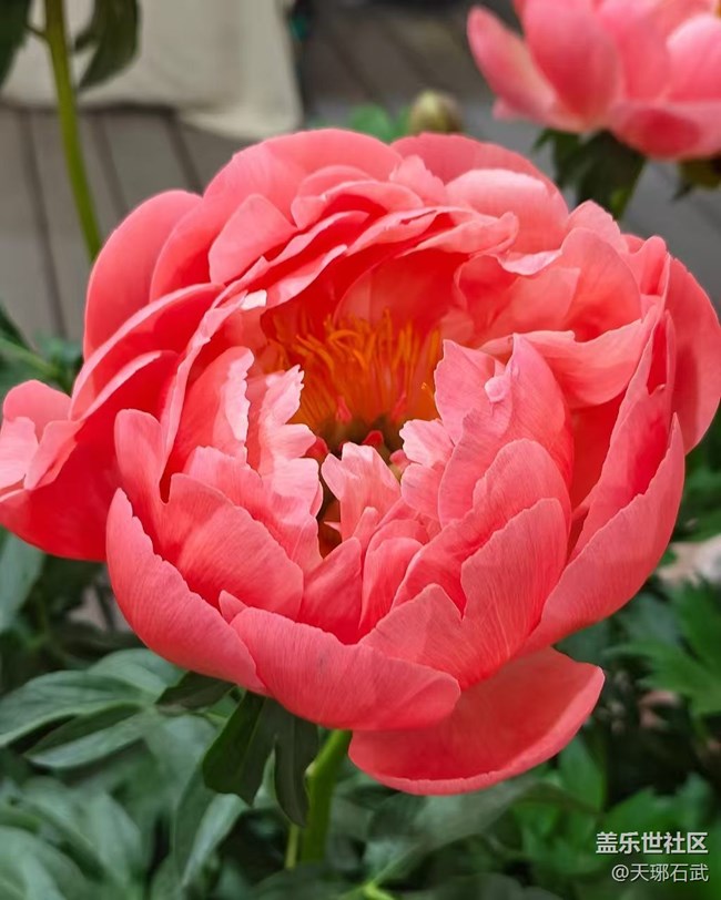 【五一趣拍分享】花王