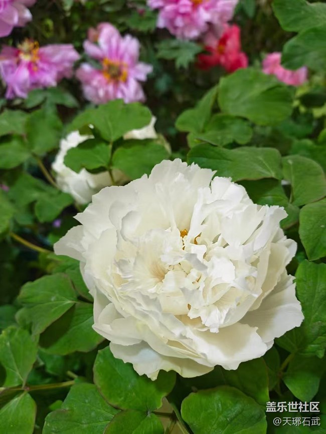 【五一趣拍分享】花王