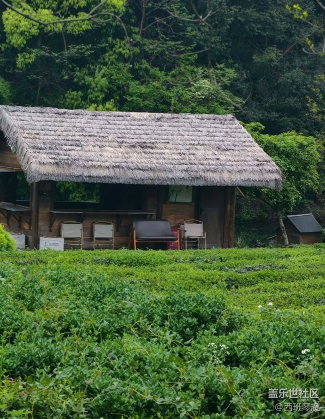 【五一風(fēng)光】茶園