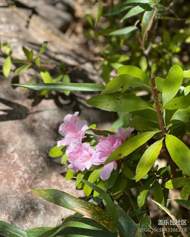 【五一趣拍分享】百花爭艷