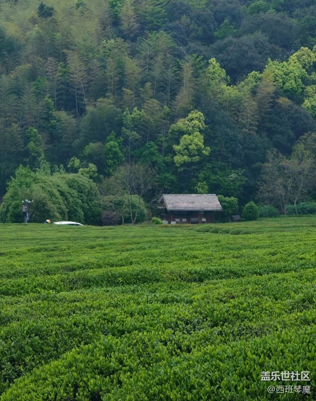 【五一風(fēng)光】茶園
