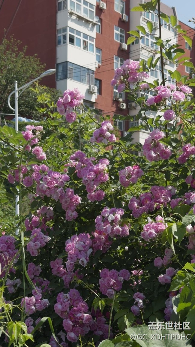 【五一趣拍分享】賞花