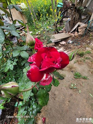 月季花