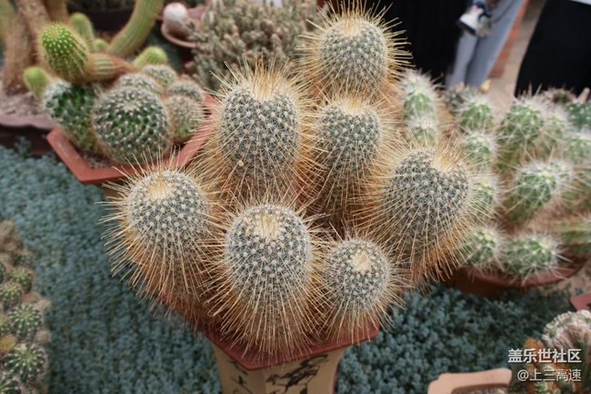 【折疊屏手機陪伴的五一】植物園
